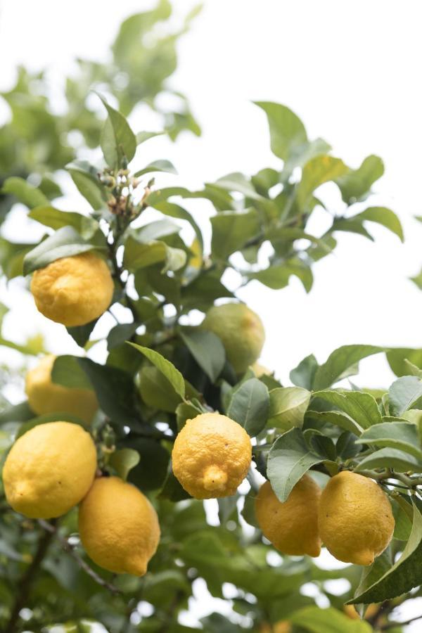 Lemon & Myrtle * Myrtleford